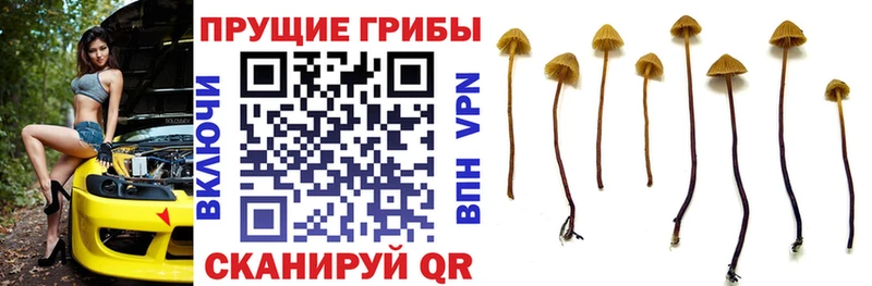 Псилоцибиновые грибы MAGIC MUSHROOMS  нарко площадка как зайти  Урай  KRAKEN ссылки 